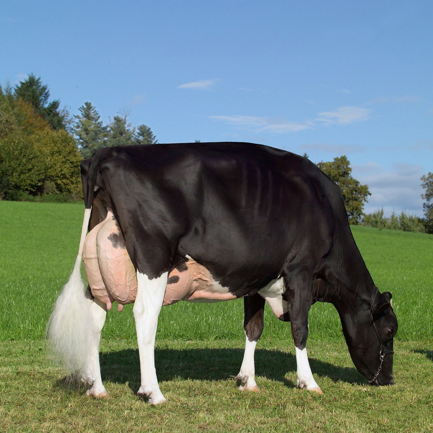 Die diesjährige Siegerin ist Hellender Champion Cortina EX 94 3E GM 7*. (Bild Holstein Switzerland)