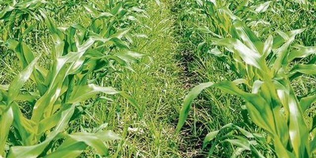 Erdmandelgras in einem Maisfeld.  Das Potenzial für Vermehrung und Ausbreitung ist sehr hoch, und der Neophyt kann bei vielen Kulturen zu hohen Ertragsausfällen führen. 