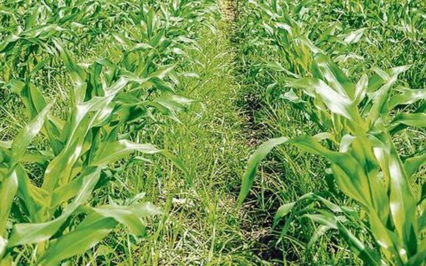 Erdmandelgras in einem Maisfeld.  Das Potenzial für Vermehrung und Ausbreitung ist sehr hoch, und der Neophyt kann bei vielen Kulturen zu hohen Ertragsausfällen führen. 