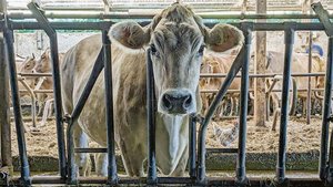 Lange Gesichter vor Lange Gesichter vor dem Futtertisch. Nicht mehr alle Kühe und Landwirte sind zufrieden mit den Proteingehalten im Bio-Kraftfutter.