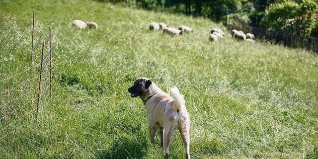 Im Wallis werden Hunde verschiedener Rassen ausgebildet.