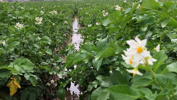 Viele Parzellen sind nicht befahrbar, dennoch muss der Krautfäuleschutz sobald als möglich erneuert werden. (David Perler, Inforama Rütti)