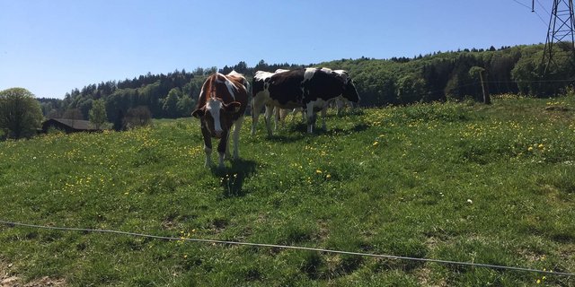 Kühe sind intelligent und grundsätzlich eher neugierig als aggressiv. Sie zu reizen, ist aber in jedem Fall eine schlechte Idee. (Bild jsc)