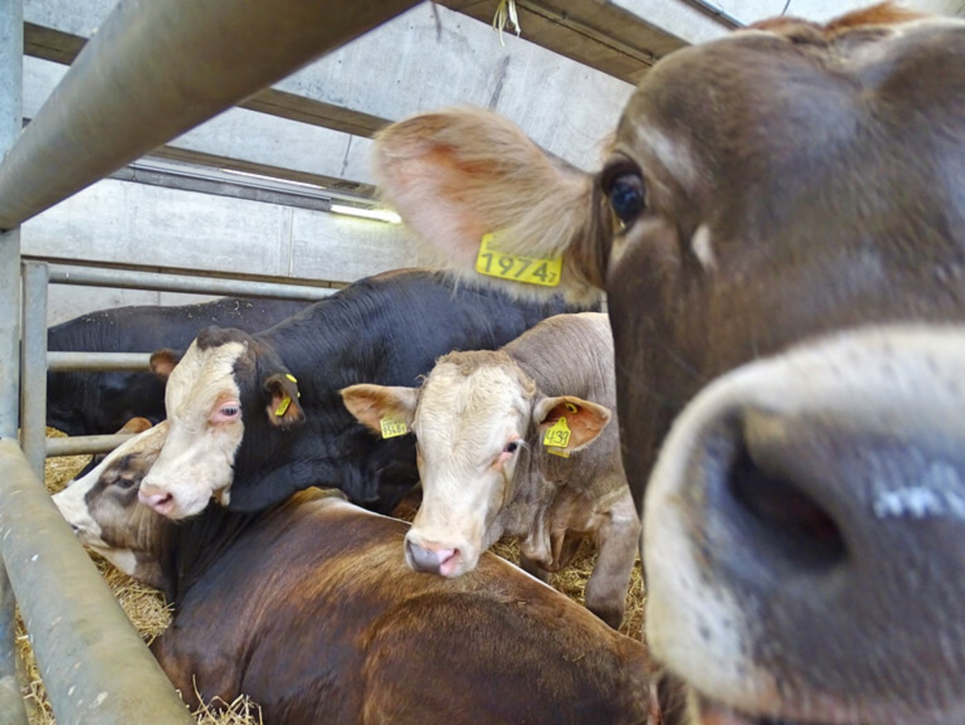 Blick in den Stall der Testtiere. (Bild lid)