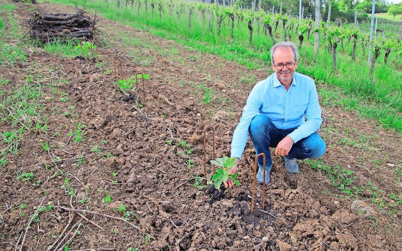 Bereicherung für die Umgebung: Andreas Neukomm hat in verschiedenen Reblagen Feigenbäume gepflanzt.