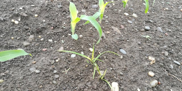 Das Erdmandelgras ist im Mais aufgelaufen. Wo erste Befallsherde erkannt werden, sind diese auszugraben und der Kehrichtverbrennung zuzuführen. (Bild Andi Distel, Liebegg)