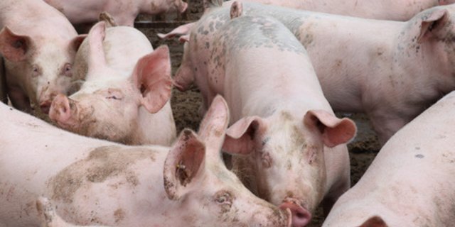 Im Kanton Luzern werden 30 Prozent aller Schweizer Schweine gehalten. Ein Forschungsstandort in Sursee, der Stickstoff- und Phosphorflüsse untersucht, kann deshalb durchaus Sinn machen. (Bild Ruth Aerni)