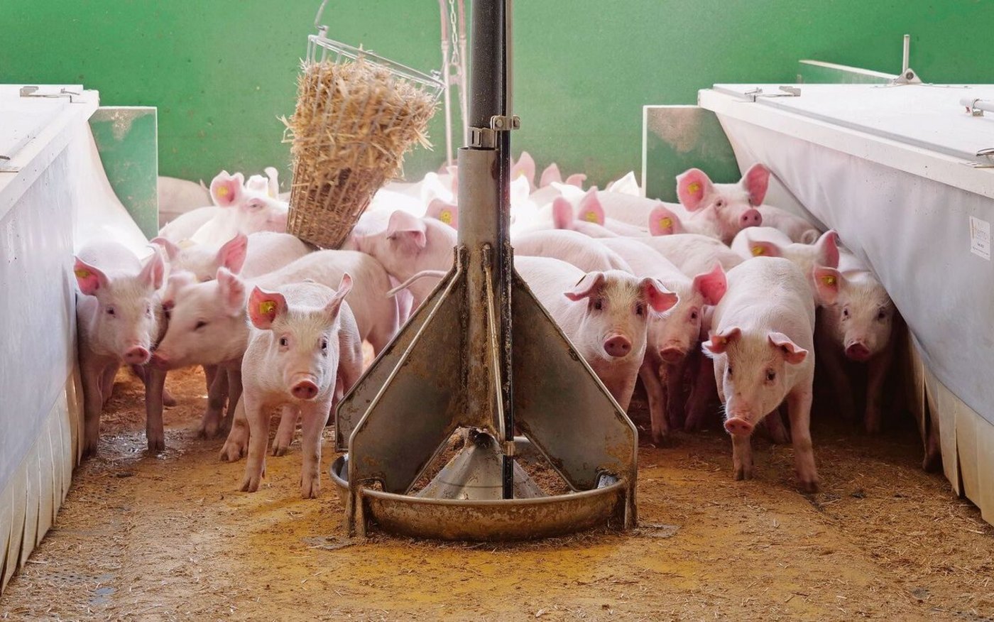 Aufzuchtferkel stehen in ihrer Bucht und schauen neugierig in die Kamera.