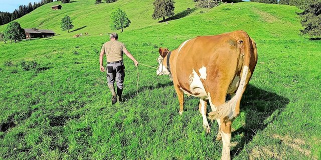 Diese Woche haben ausreissende Gustis Hochkonjunktur: Dänu mit der einen Vagabundin auf dem Rückweg zur Aufzuchtherde. Mit Stossen und Ziehen haben wir es dann doch noch geschafft.