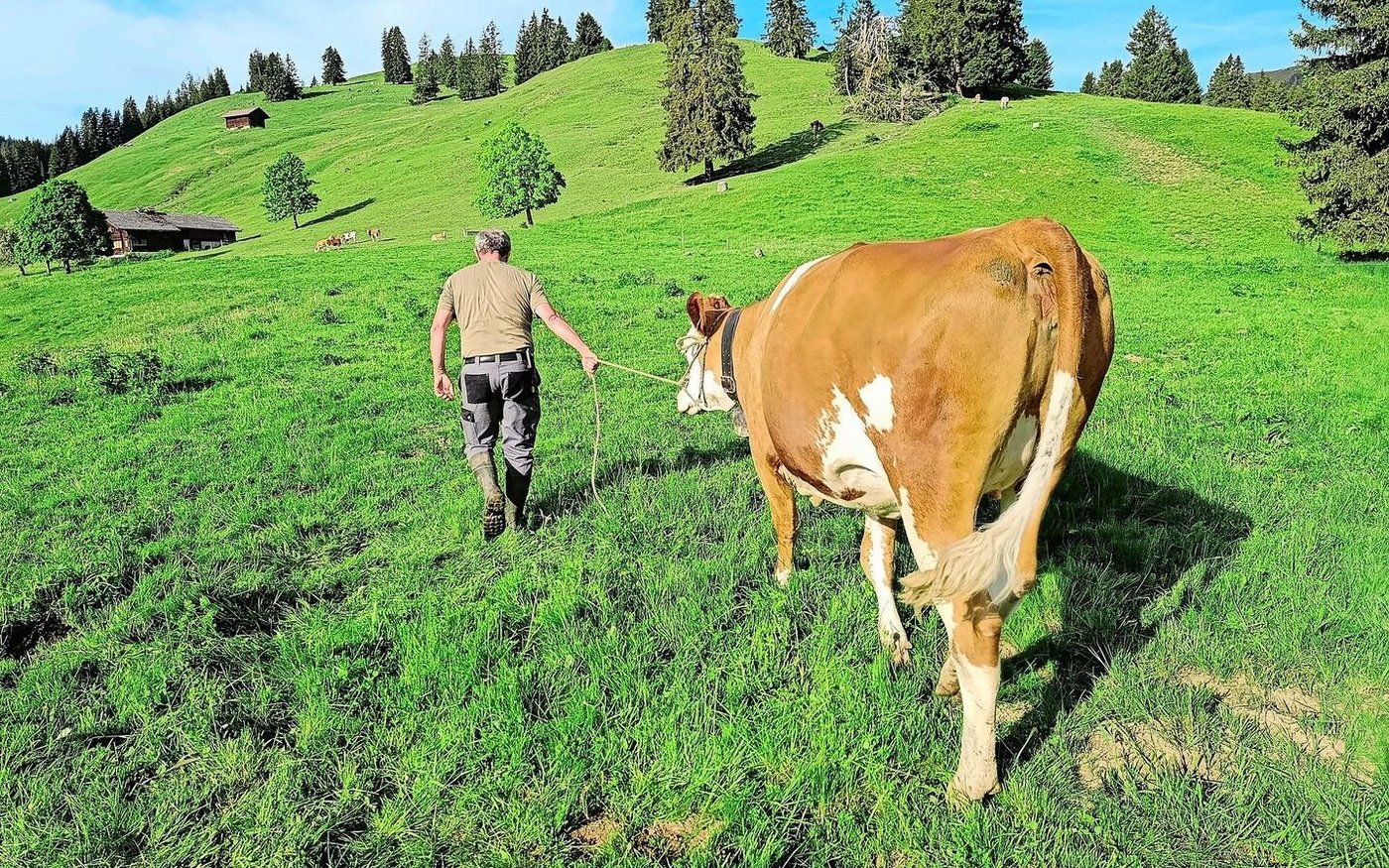 Diese Woche haben ausreissende Gustis Hochkonjunktur: Dänu mit der einen Vagabundin auf dem Rückweg zur Aufzuchtherde. Mit Stossen und Ziehen haben wir es dann doch noch geschafft.