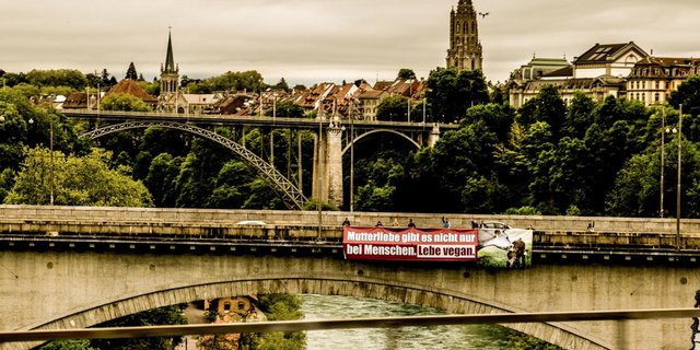 Tierrechtsorganisation Tier im Fokus (TIF) bringt riesiges Transparent auf der Berner Lorrainebrücke an. (Bild pd)