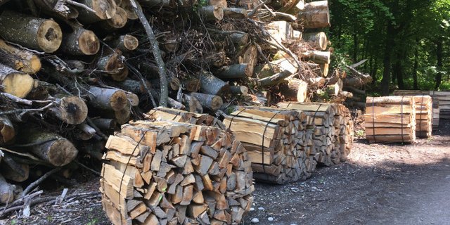 In den letzten 40 Jahren seien die Holzpreise nominell um rund 55 Prozent gesunken, schreibt Wald Schweiz – dies bei einem gleichzeitigen Anstieg der Lohnkosten um 60 Prozent. (Bild jsc)