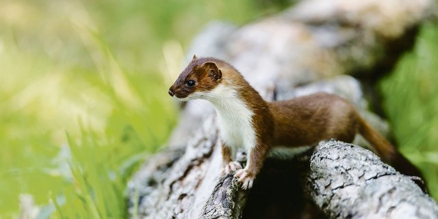 Hermeline gehören zu den kleinsten Raubtieren der Schweiz. Als Jäger von Wühlmäusen sind sie gute Helfer der Landwirte. Doch der Lebensraum der Hermeline ist bedroht. (Bild Shutterstock)