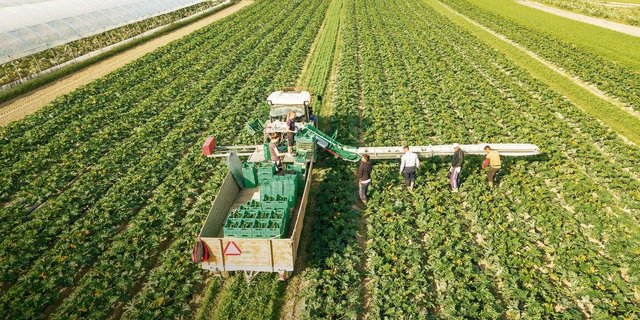 Robotik ist noch Zukunftsmusik. Nach wie vor braucht es in den Spezialkulturen, wie hier bei der Zucchetti-Ernte, viel Handarbeit. 