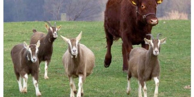 Ochse Bodo inmitten seiner Herde, die aus Ziegen besteht. (Bild Screenshot tag24.de)