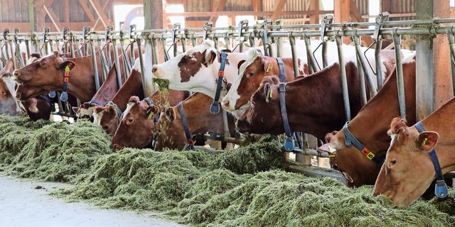 Milchfieber und Ketose sind die Hauptprobleme bei den Milchkühen. Starten die Kühe schlecht in die Laktation, hat dies Folgen für die gesamte Laktation.  