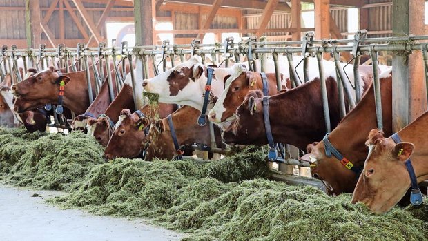 Milchfieber und Ketose sind die Hauptprobleme bei den Milchkühen. Starten die Kühe schlecht in die Laktation, hat dies Folgen für die gesamte Laktation.  