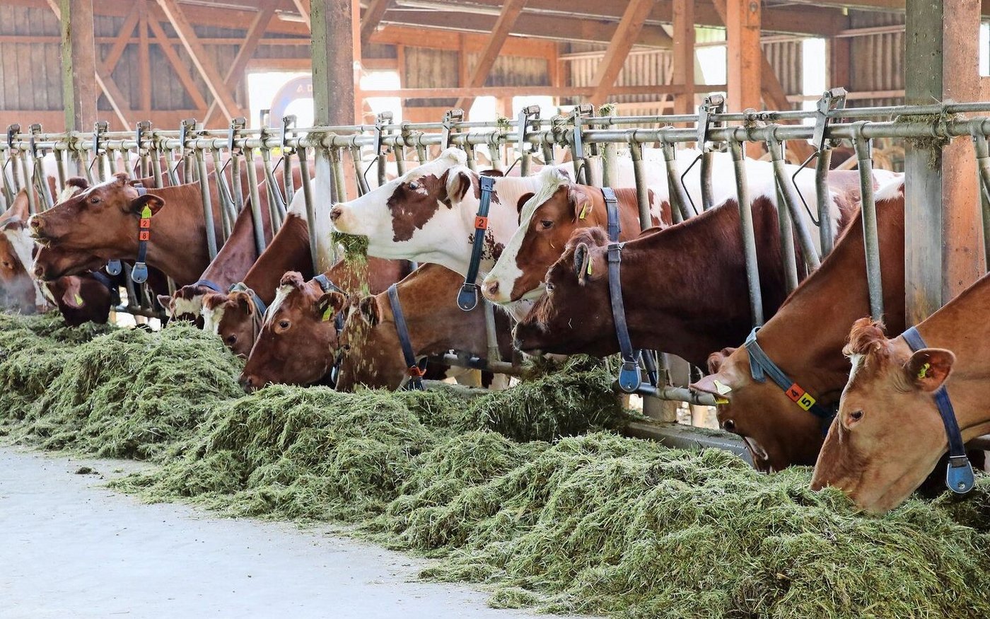 Milchfieber und Ketose sind die Hauptprobleme bei den Milchkühen. Starten die Kühe schlecht in die Laktation, hat dies Folgen für die gesamte Laktation.  