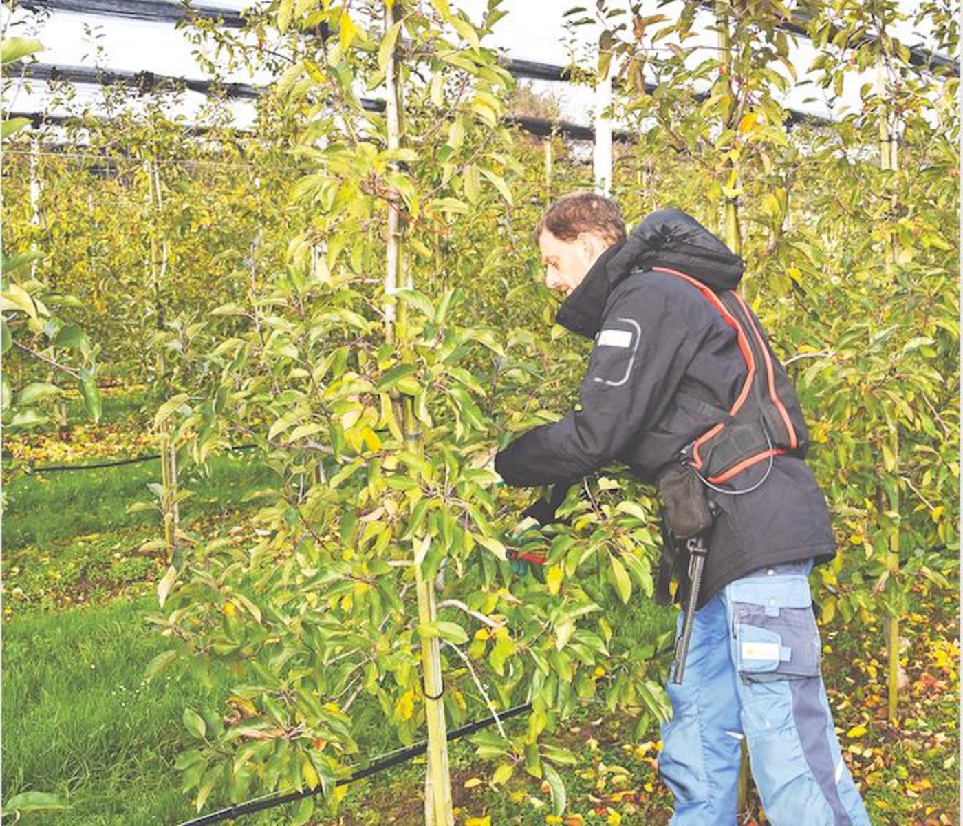 Die typische Schnittform, die am häufigsten im Obstbau verwendet wird, ist die Spindel- bzw. Tannenbaumform. (Bilder ke, im November 2019)