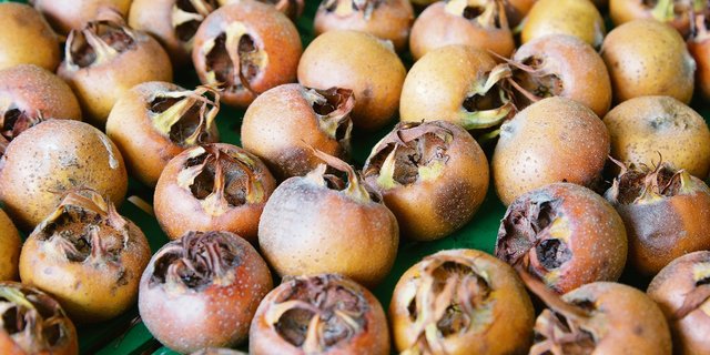 Bei genauerer Betrachtung der Frucht kann man sich durchaus vorstellen, weshalb die Mispel im Volksmund auch «Hundsärschli» genannt wird.(Bilder Marie-Isabelle Bill)