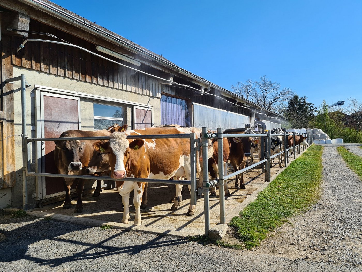 Auf dem Gutsbetrieb des BBZN in Hohenrain kann an heissen Tagen dem Hitzestress mit einer Vernebelungsanlage auf dem Laufhof abgeholfen werden. (Bild Raphael Albisser)