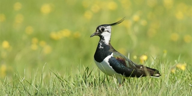 Der in der Schweiz vom Aussterben bedrohte Kiebitz ist auf offene, weite Landschaften angewiesen. Im Kanton Schwyz helfen Bauern bei der Förderung des Bodenbrüters. (Bild Pixabay)