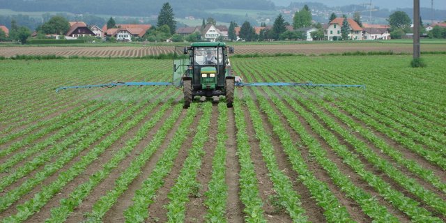 Die Zeiten sind vorbei, als das systemisch wirkende Gaucho für einen grossmehrheitlichen Insektizidschutz sorgte. Ab 2019 müssen zusätzliche Flächenspritzungen erfolgen. (Bild Samuel Jenni, SFZ)