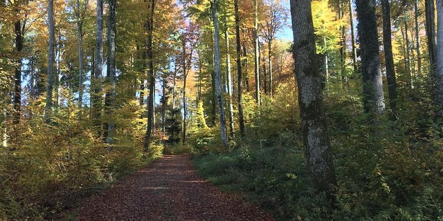 Wenn die Jagd bald vorbei ist, kann man auch wieder bedenkenlos durch den Wald, um sich von den farbigen Blättern aufheitern zu lassen. (Bild jsc)