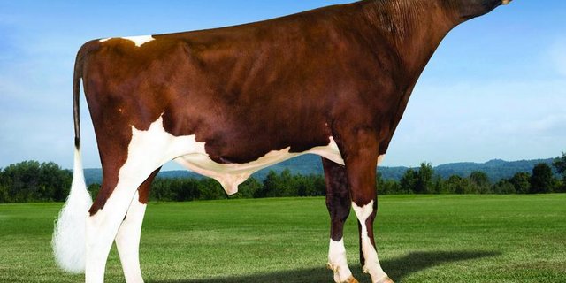 Mr Ansly Addiction aus der Apple-Familie ist der neue Leader der Red Holstein. (Bild bh)
