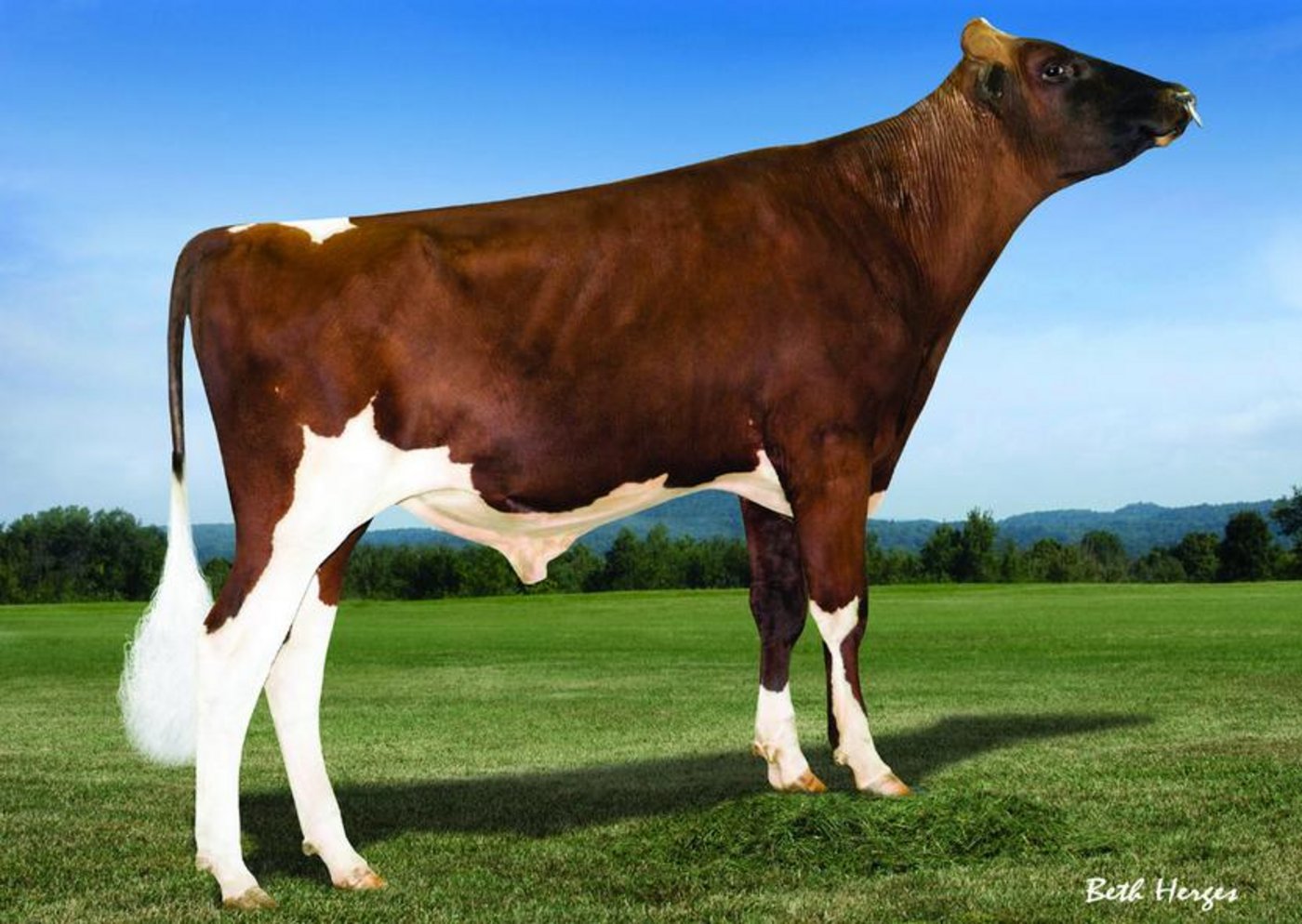 Mr Ansly Addiction aus der Apple-Familie ist der neue Leader der Red Holstein. (Bild bh)