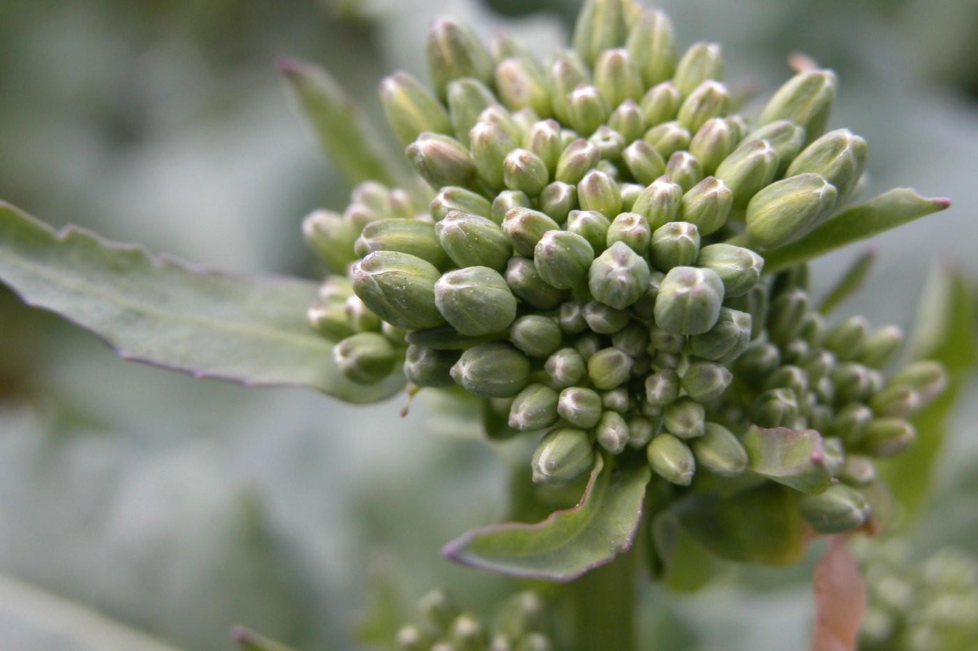 Gegen den Rapsglanzkäfer kann das Produkt Pyrinex noch für eine Spritzung im Knospenstadium (59) eingesetzt werden. Ab dem 30. Juni läuft die Bewilligung Chlorpyrifos-haltiger Mittel aus. (Bild die grüne)