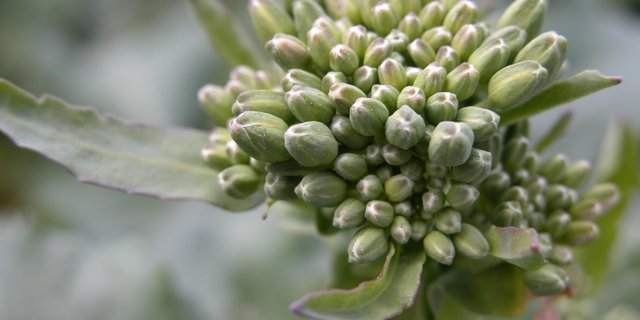 Gegen den Rapsglanzkäfer kann das Produkt Pyrinex noch für eine Spritzung im Knospenstadium (59) eingesetzt werden. Ab dem 30. Juni läuft die Bewilligung Chlorpyrifos-haltiger Mittel aus. (Bild die grüne)