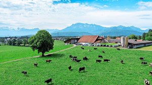 Weidende Kühe machen der menschlichen Ernährung wenig Konkurrenz. Damit sie das Gras effizient zu Milch verwerten, macht Kraftfutter dennoch Sinn – auch aus Gründen der Nachhaltigkeit.