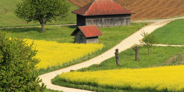 Waren in den letzten Jahren immer häufiger zu sehen: Blühende Rapsfelder. Ob das in Zukunft so bleiben wird? (Bild Christian Camenzind / landwirtschaft.ch)