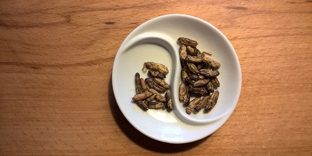Essbare Insekten auch in der Schweizer Gastronomie. (Symbolbild Pixabay)