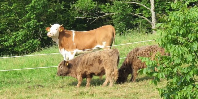 Hochleistungsrassen sind Feinschmecker, Hochlandrinder knabbern auch Sträucher ab. (Bild zVg)