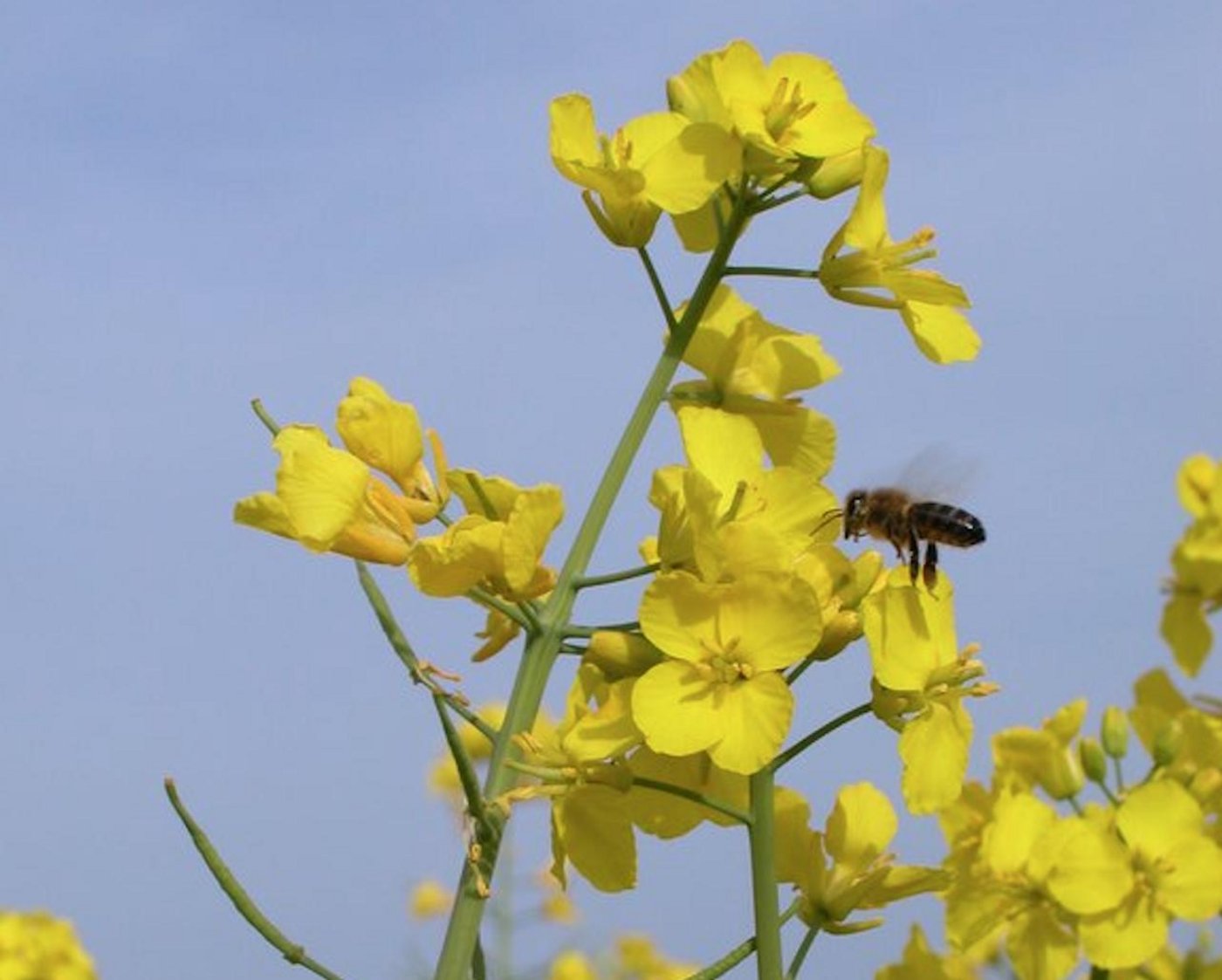 Wer Raps anbaut und zu Öl verarbeitet, kann von einem Stützungsbeitrag des Getreideproduzentenverbandes profitieren. (Bild BauZ)