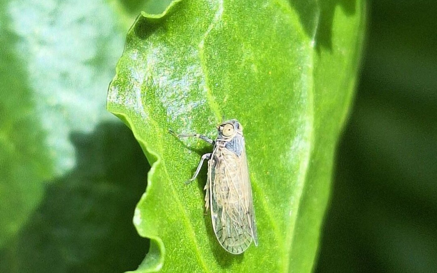 Die Schilf-Glasflügelzikade gilt als Hauptüberträgerin der zuckerreduzierenden SBR-Krankheit