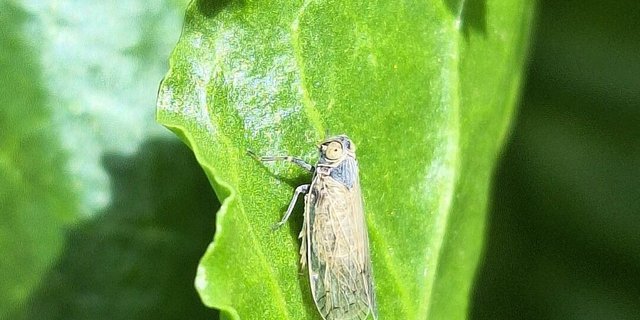 Die Schilf-Glasflügelzikade gilt als Hauptüberträgerin der zuckerreduzierenden SBR-Krankheit