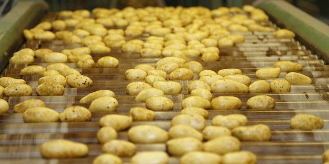 Bei den Speisekartoffeln braucht es mehr Importe. Verarbeitungskartoffeln liegen wegen der Gastronomie-Schliessungen jedoch noch viele im Lager. (Bild lid) 