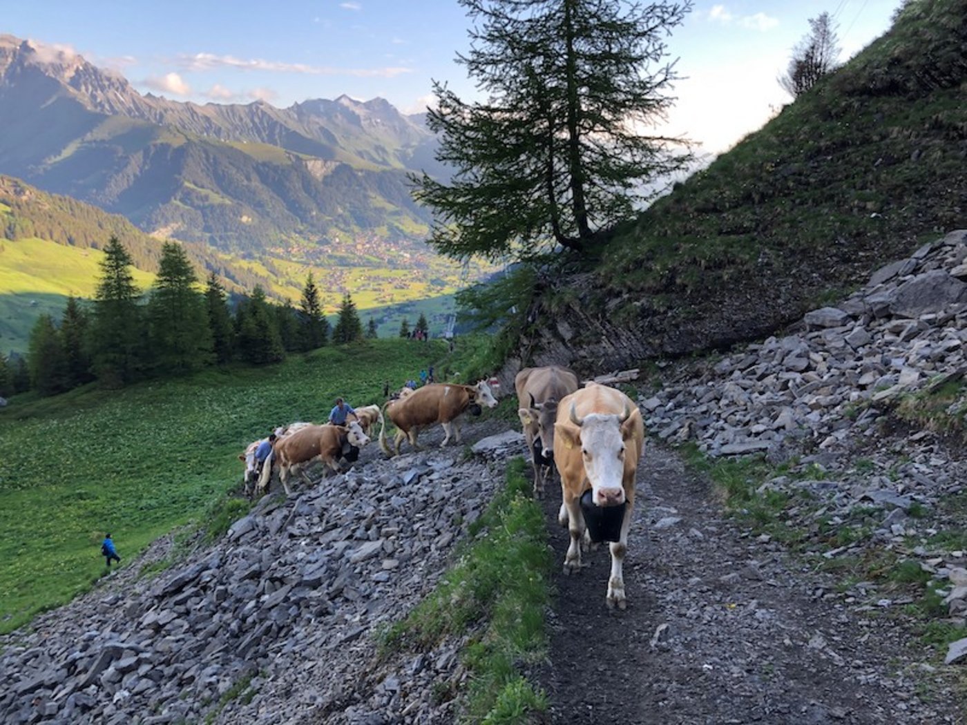 Sie kennen den Weg auf die Engstligenalp.