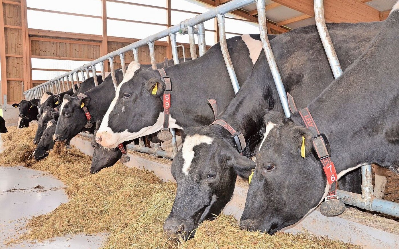 Die notwendige Ergänzung der Ration mit teurem Eiweissfutter muss sich am Milchharnstoffgehalt orientieren.