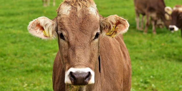 International gibt es andere Quellen für Methan. In der Schweiz hingegen sind Nutztiere die Hauptquelle für dieses Treibhausgas. (Bild Pixabay)