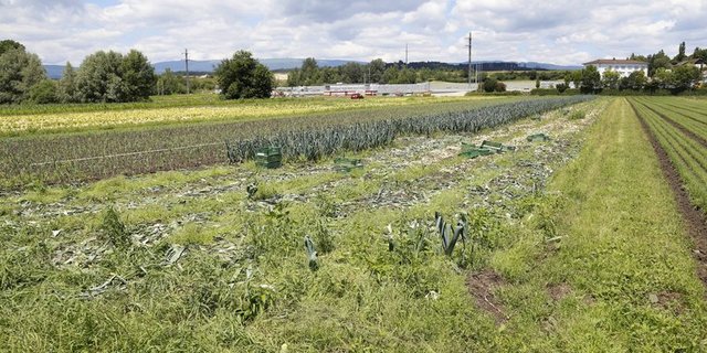 Grosse Mengen Lauch werden im Berner Seeland angebaut. (Bild ji) 