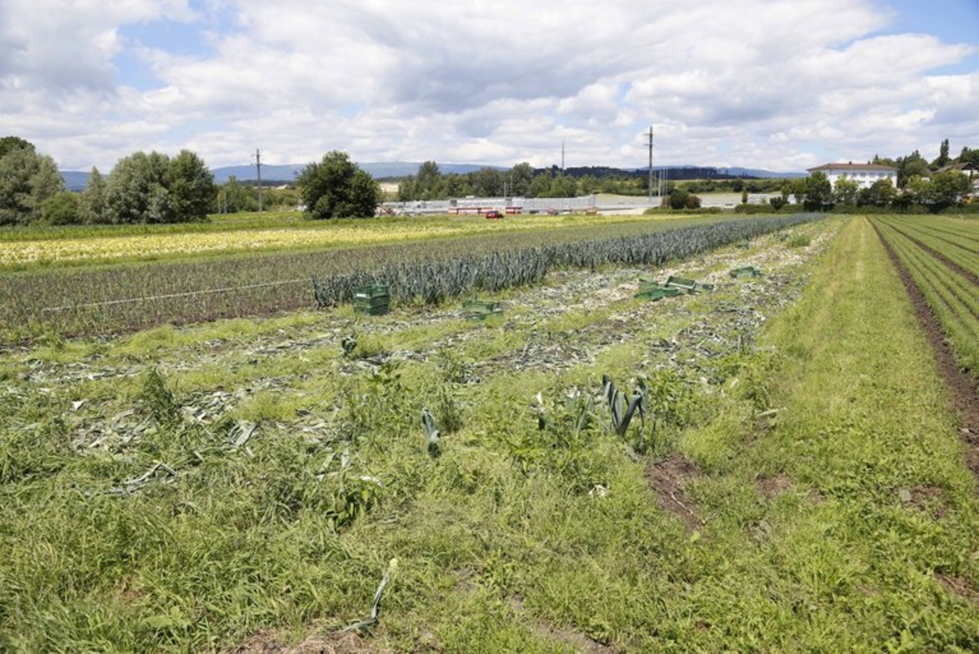 Grosse Mengen Lauch werden im Berner Seeland angebaut. (Bild ji) 