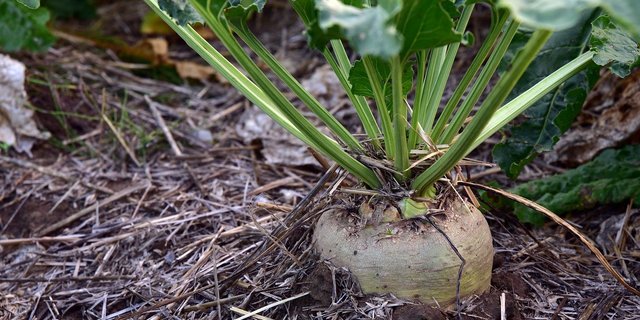 Das Pektin wird aus der Zuckerrübe extrahiert und bietet so eine Alternative zu tierischen Emulgatoren. (Bild Pixabay)