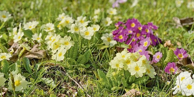 Die Primeln gehören zu den ersten Blumen, die die Frühlingssonne zum Blühen bringt. Von den rund 500 verschiedenen Primelarten wachsen die allermeisten auf der Nordhalbkugel.