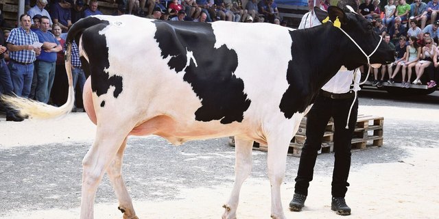 Letztes Jahr löste sie den Spitzenpreis von 9400 Franken: das frisch abgekalbte Rind Terreaux Rambo Liberia. 