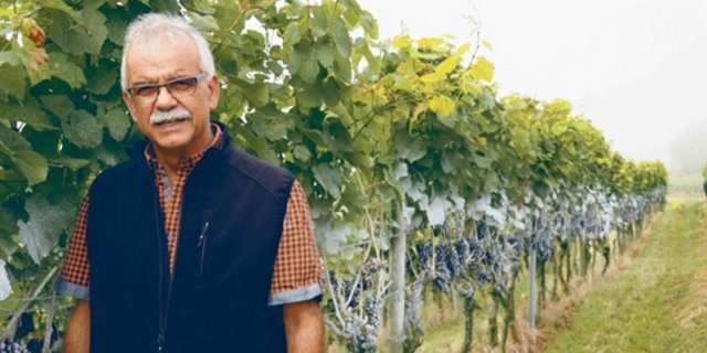 Kaolin (Steinmehl) kann Trauben schützen, hier auf dem Betrieb von Markus Frei in Uesslingen TG. (Archivbild chw)