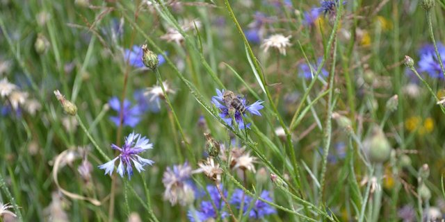 Ein Blühstreifen fördert die Biodiversität. (Bild jba)